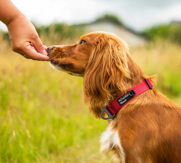 Extra Tough Dog Collar