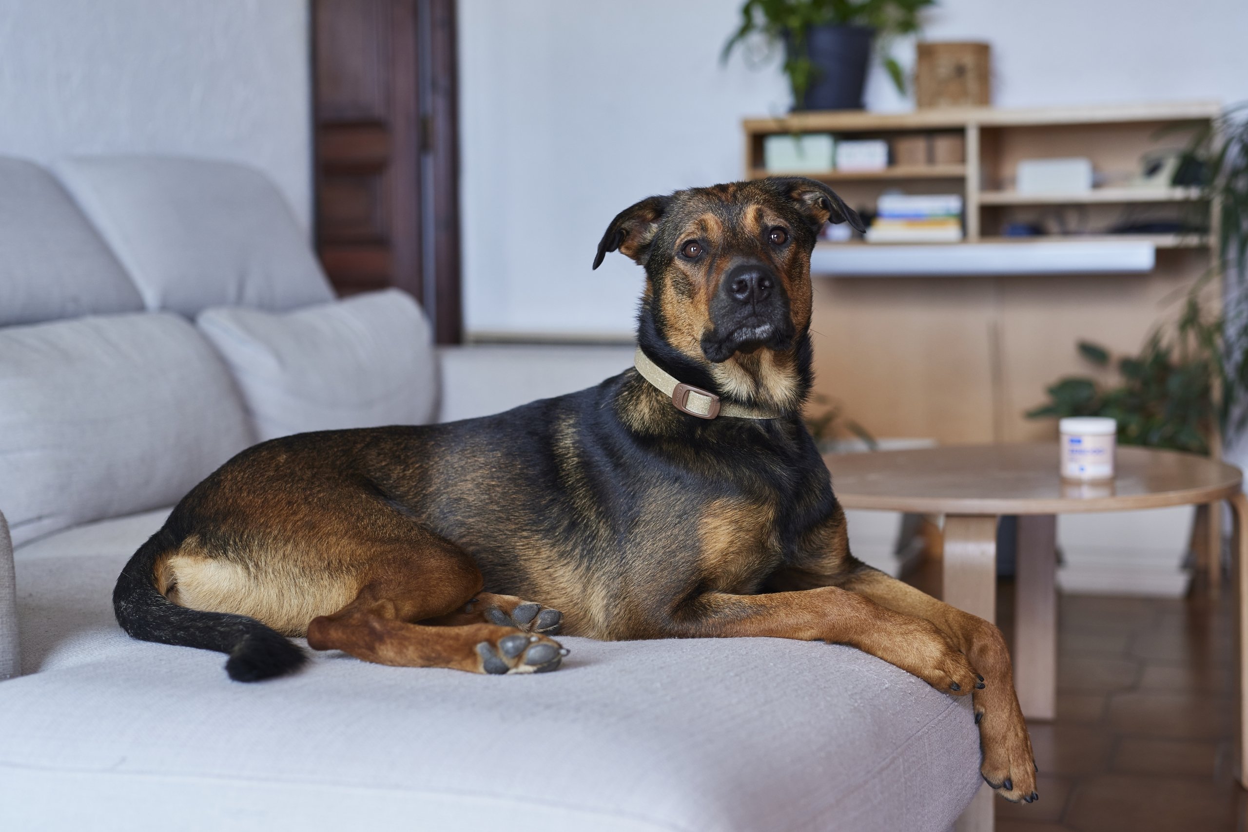 Zenidog Collar
