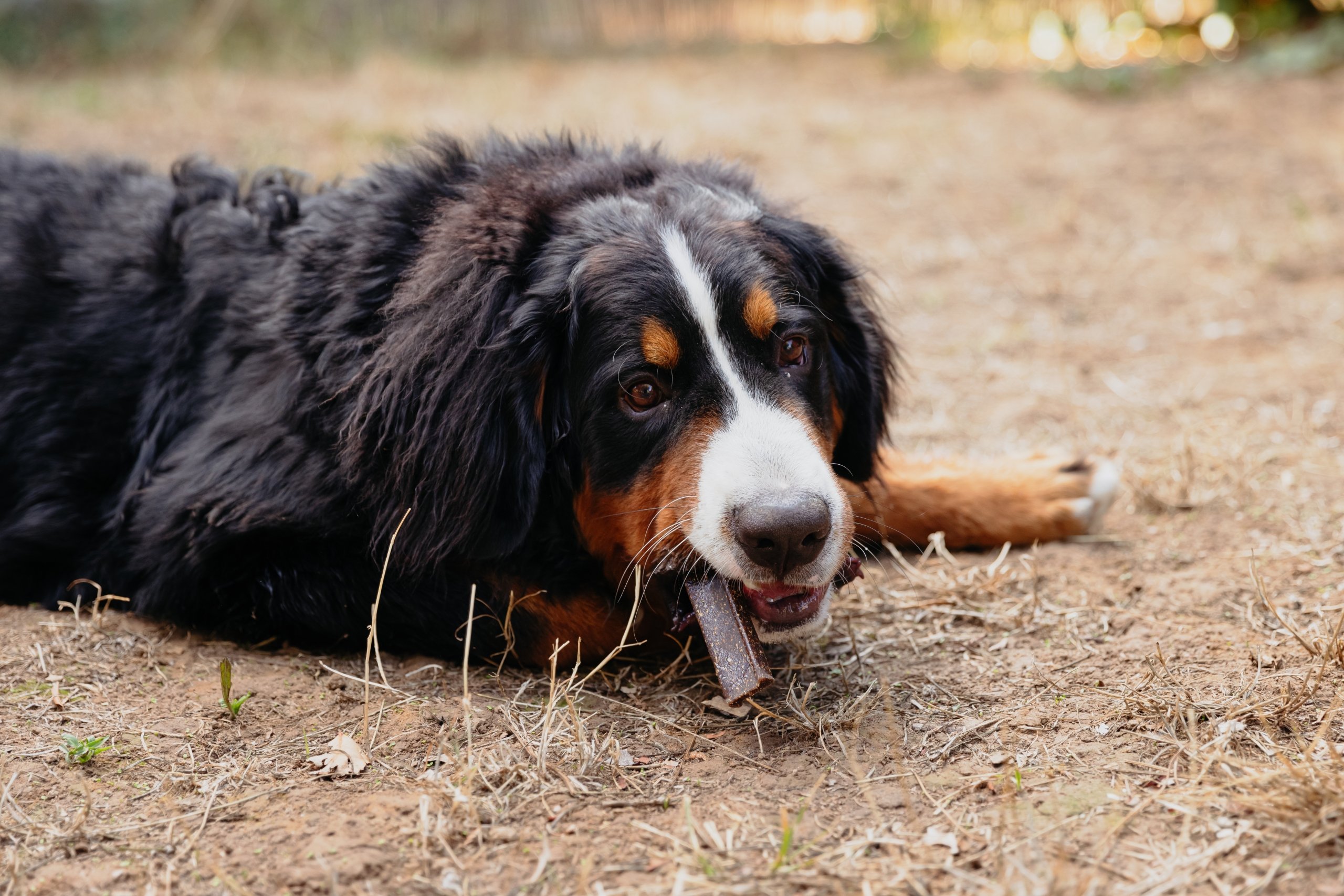 VeggieDent FR3SH for Dogs (15 chews)