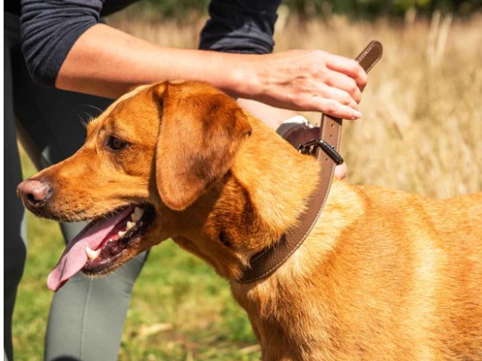 Faux-Leather Dog Collar