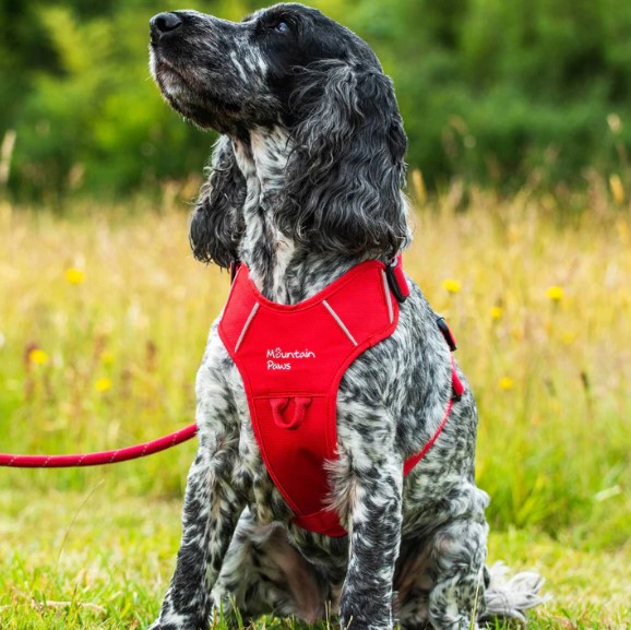 Dog Harness