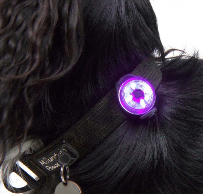 Dog Safety Light