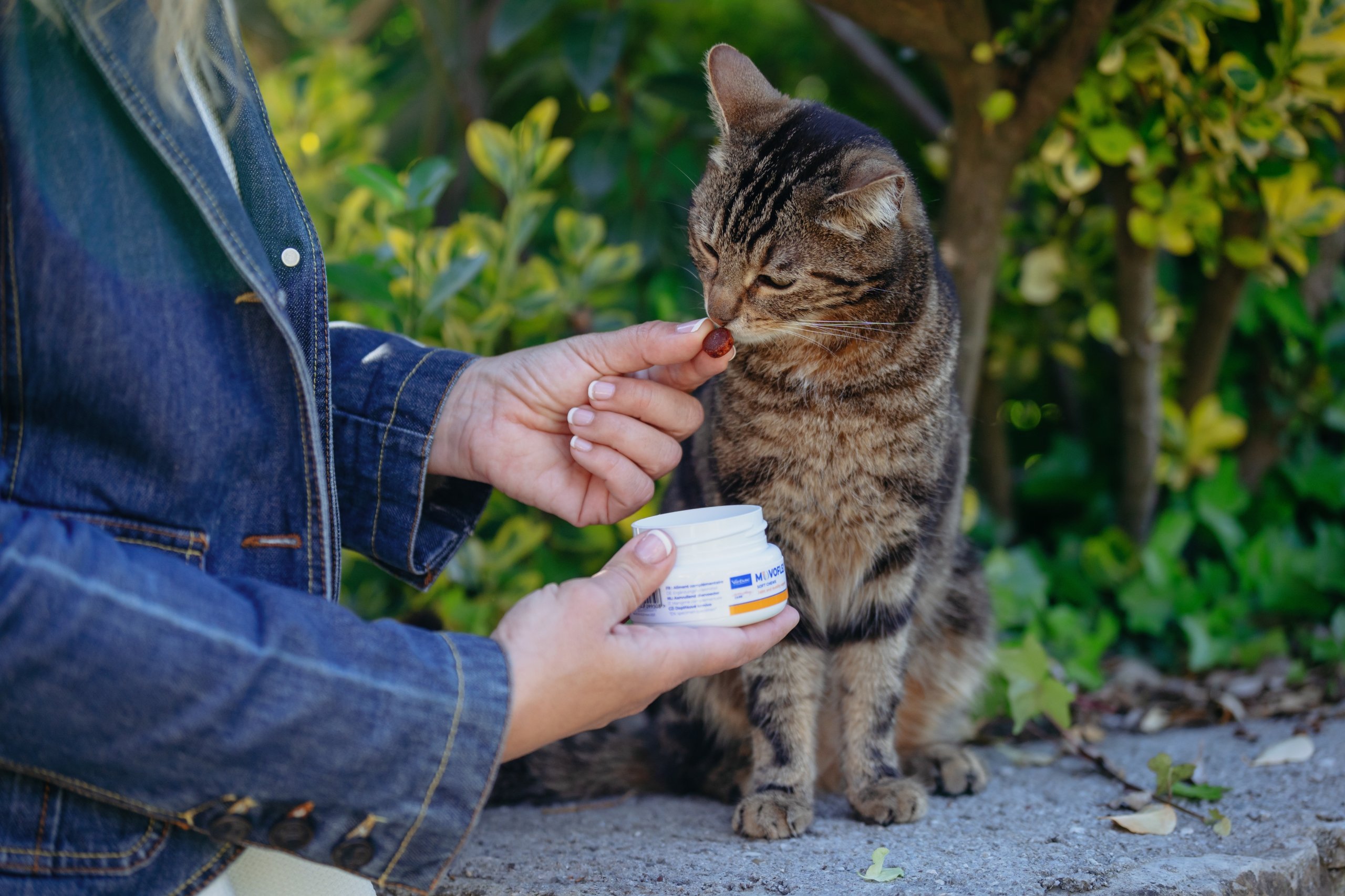 Movoflex Soft Chews CAT