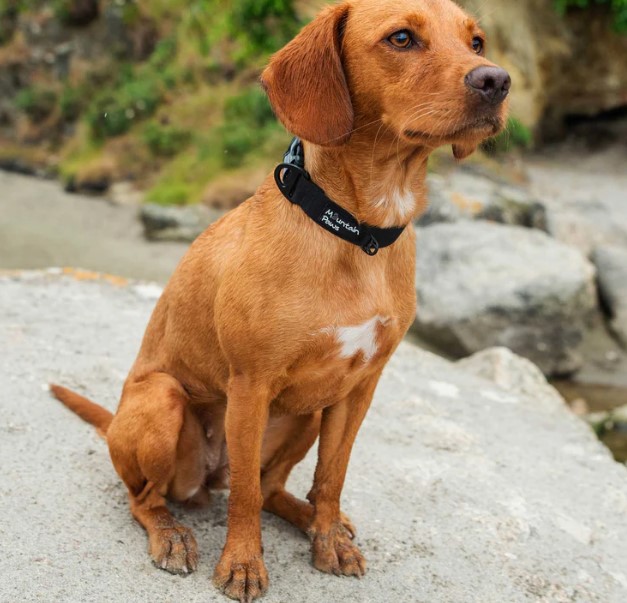 Extra Tough Dog Collar