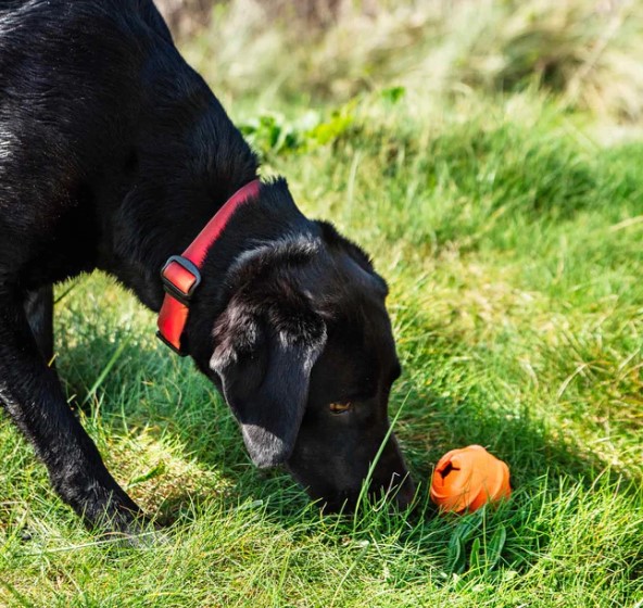 Dog Wave Treat Ball Dispenser