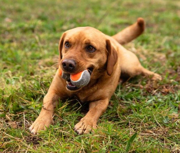 Dog Tennis Balls, 3 Pack