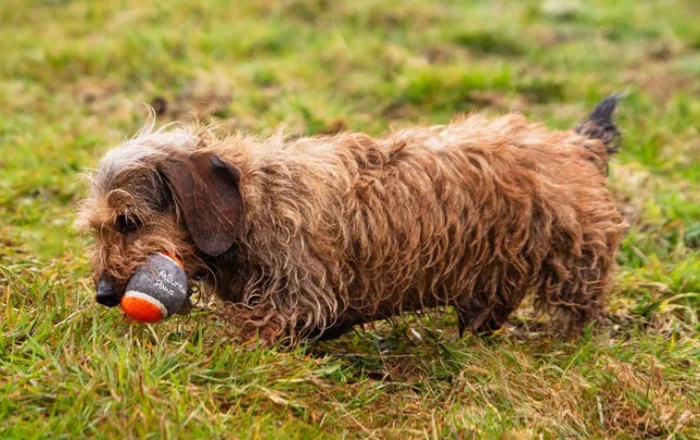 Dog Tennis Balls, 3 Pack