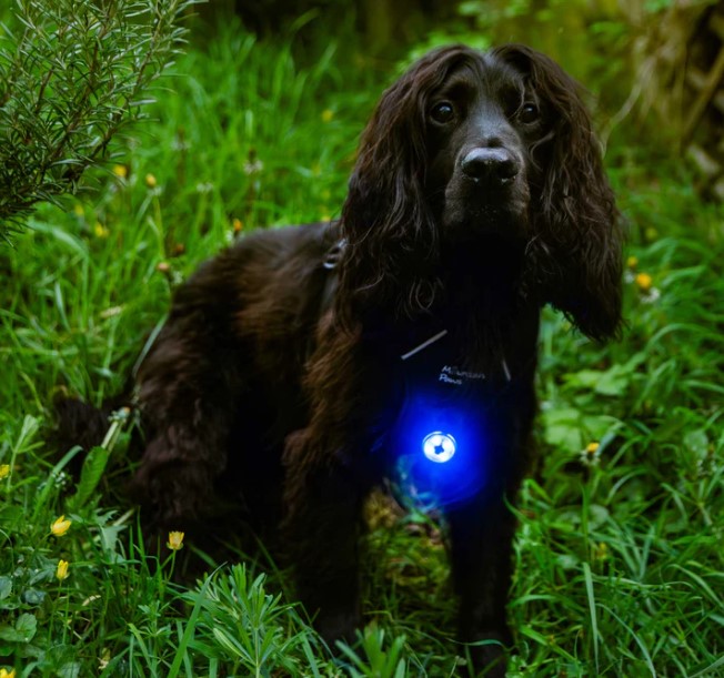 Dog Safety Light