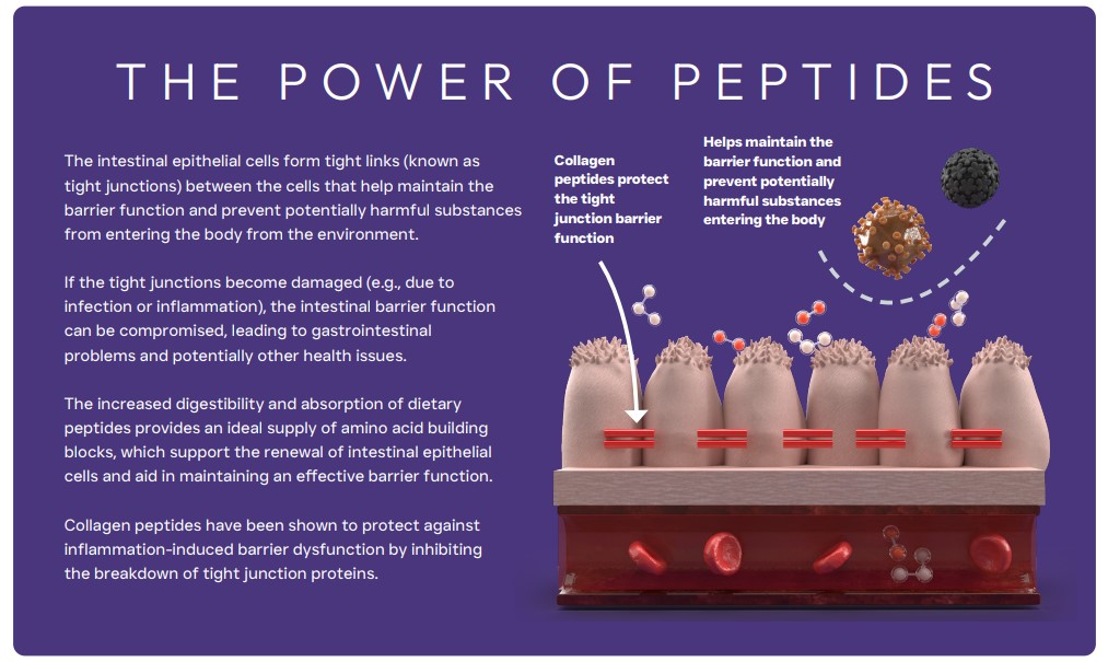 Peptide PLUS Gastrointestinal and Digestive Dog Food