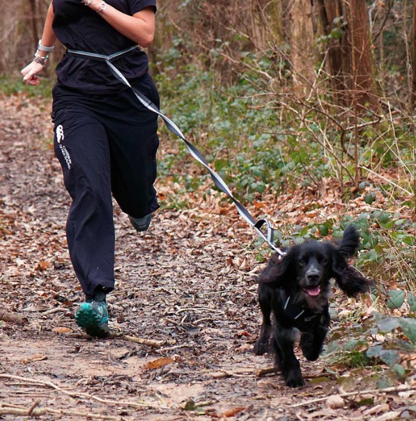 Shock Absorber Dog Lead