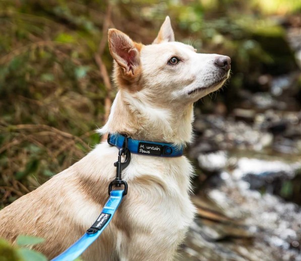 Waterproof Dog Collar