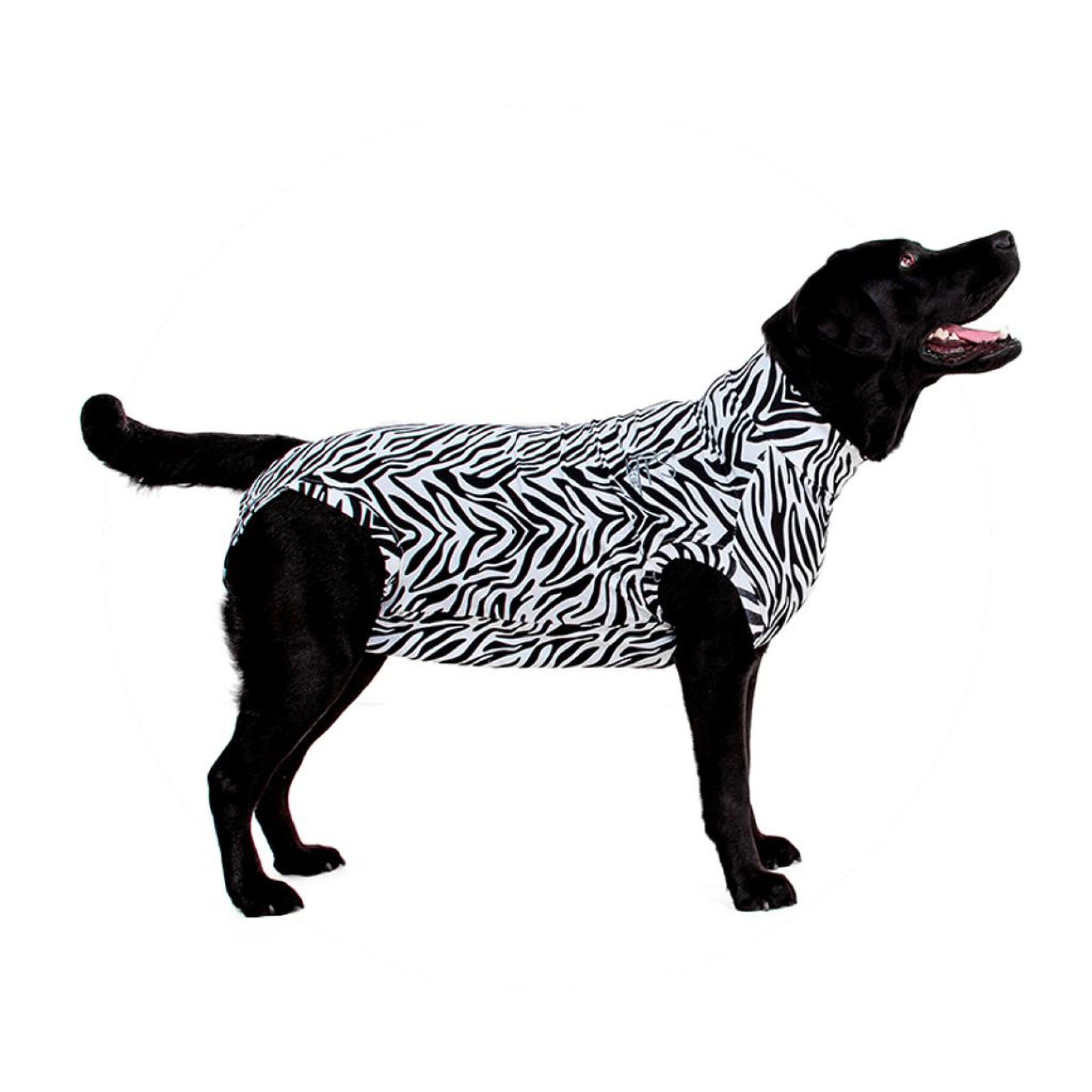 Medical Pet Shirt for Dogs