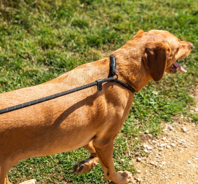 Dog Slip Lead
