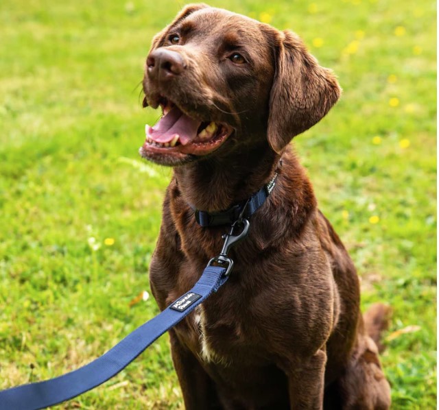 Extra Tough Dog Lead