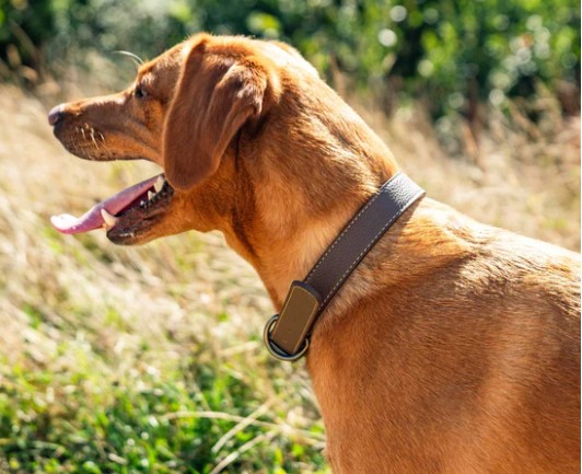 Faux-Leather Dog Collar