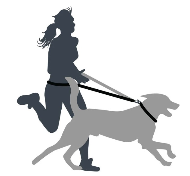 Shock Absorber Dog Lead