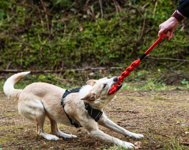 Braided Chew Rope Dog Toy