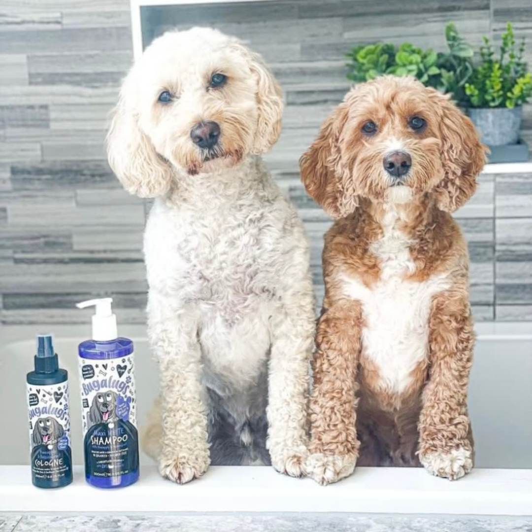 Bugalugs Maxi White Whitening Dog Shampoo 250ml