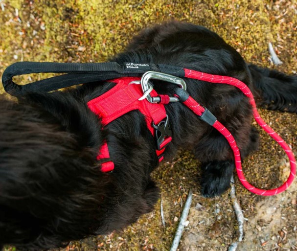 Dog Harness