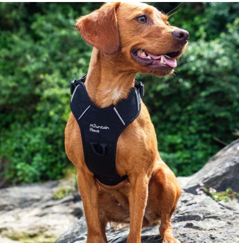 Dog Harness